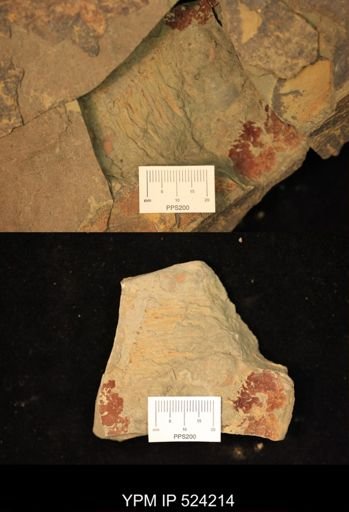 undet. Arthropoda