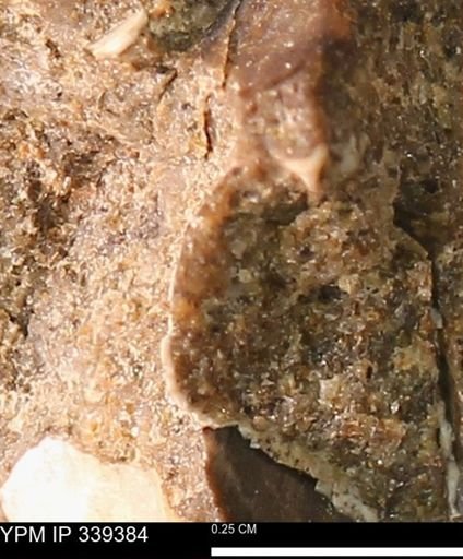 undet. Mollusca