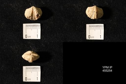 Platystrophia elegantula