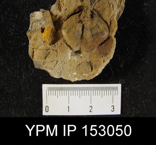 Athyris caereasana