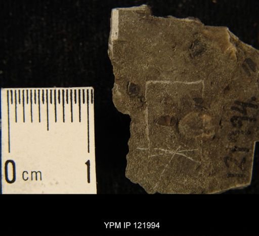 Phacops rana