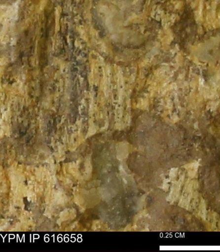 Teredo sp.