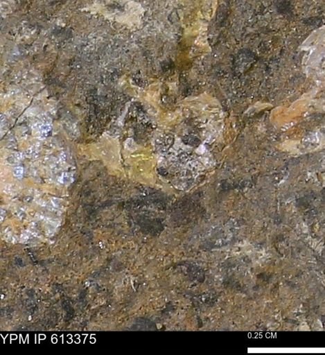 Scaphites sp.
