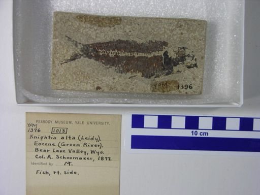 Knightia alta