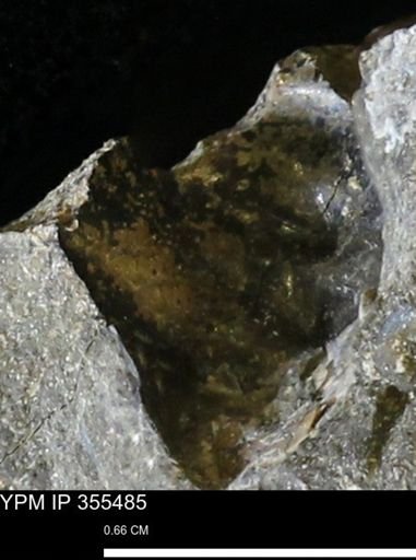 undet. Scaphitidae