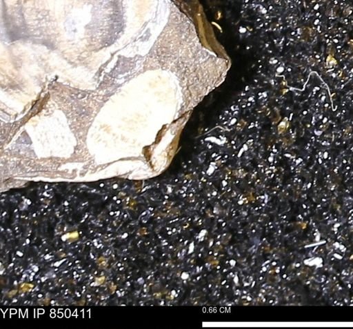 Limopsis striatopunctatus