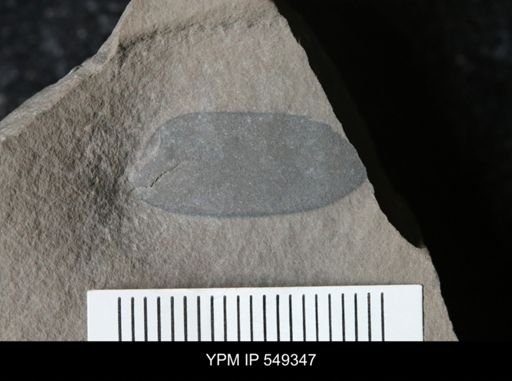 undet. Eurypterida
