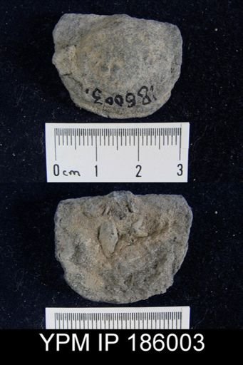 Derbya crassa