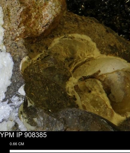 undet. Gastropoda