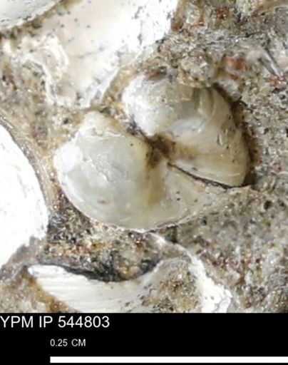 Corbulamella gregaria