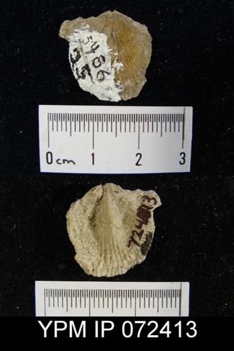 Atrypa tennesseensis