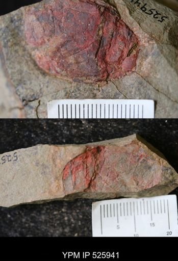 undet. Arthropoda