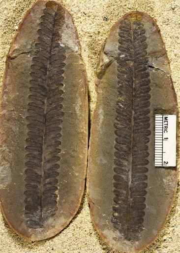 Pecopteris