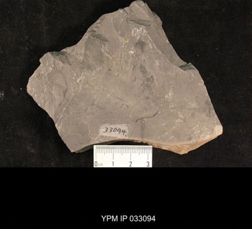 Mormolucoides articulatus