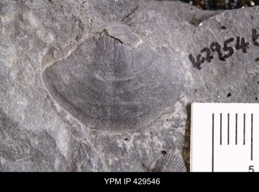 Athyris spiriferoides