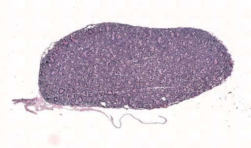 Rana clamitans