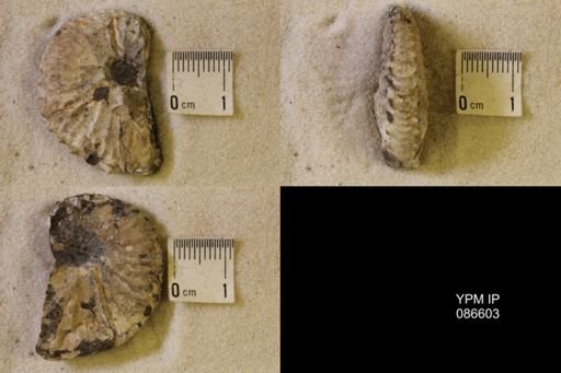 undet. Scaphitidae