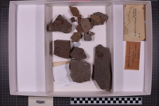mixed taxa, stratigraphic collection