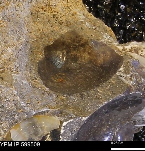 Protocardia subquadrata