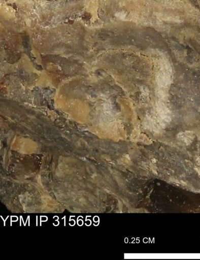 Mollusca