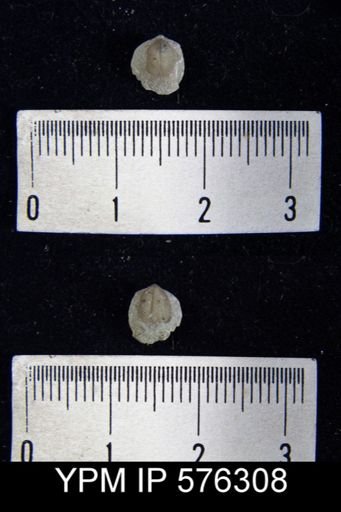Nucleospira pisiformis