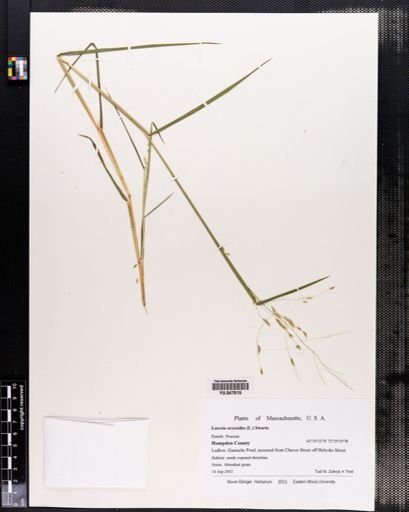Leersia oryzoides