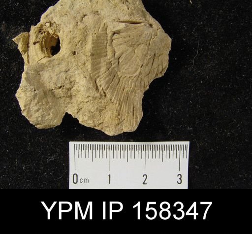 Stropheodonta continens