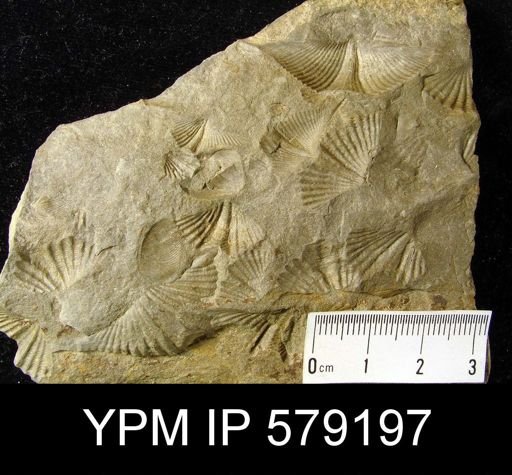 undet. Delthyridoidea