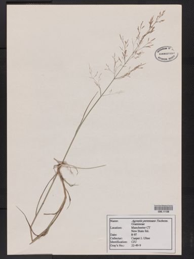 Agrostis perennans