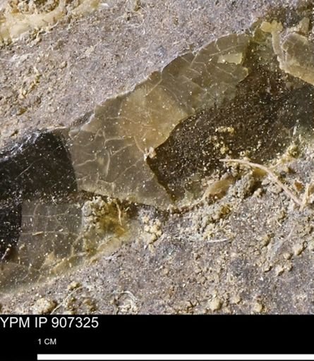 undet. Mollusca