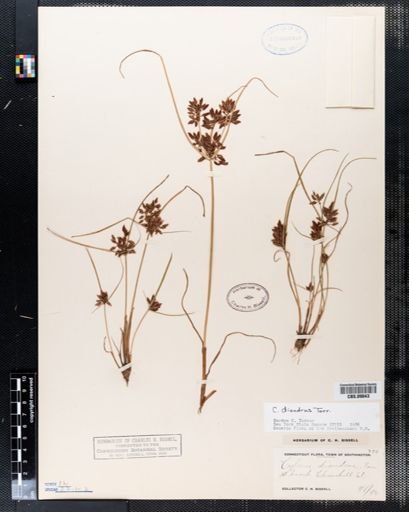 Cyperus diandrus