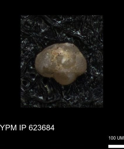 undet. Foraminiferida
