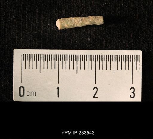 Archaeocidaris sp.