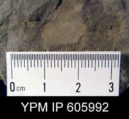 Nervostrophia sp.