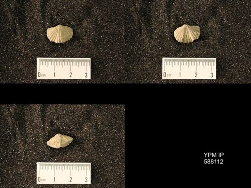 Platystrophia lynx