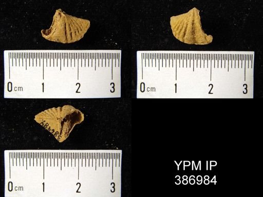 Cyrtina rostrata