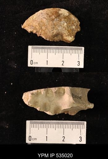 Placenticeras sp.
