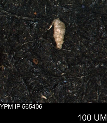 Verneuilinoides kansasensis