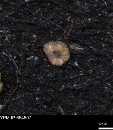 Ammobaculites euides