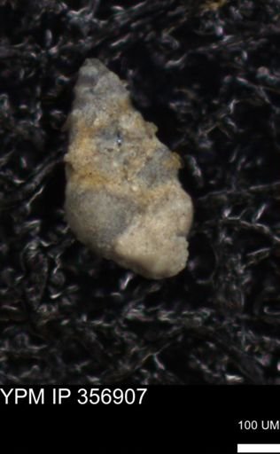 undet. Foraminiferida