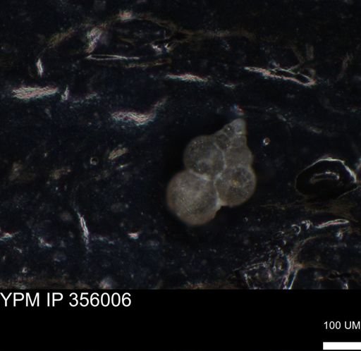 undet. Foraminiferida