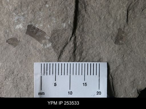 Eurypterus sp.