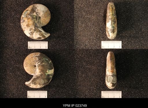 Hoploscaphites nicolletii