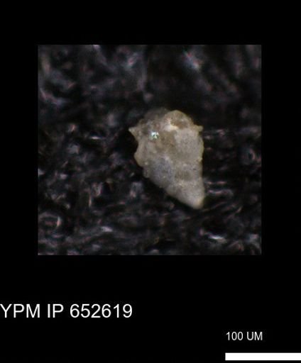 undet. Foraminiferida