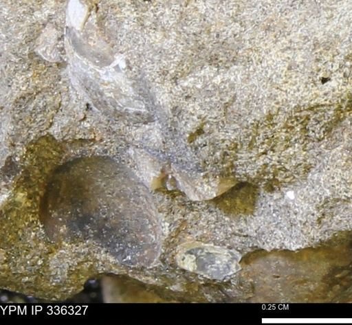 undet. Mollusca