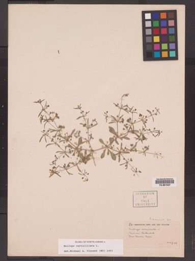 Mollugo verticillata