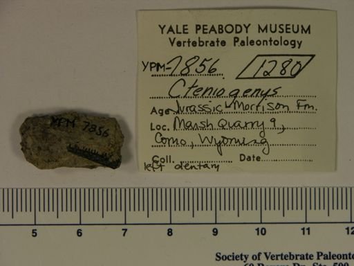 Cteniogenys sp.