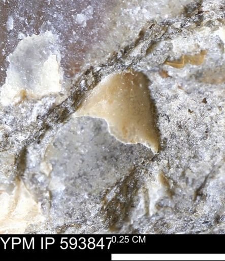 undet. Mollusca