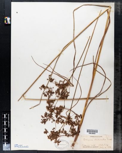 Scirpus atrocinctus