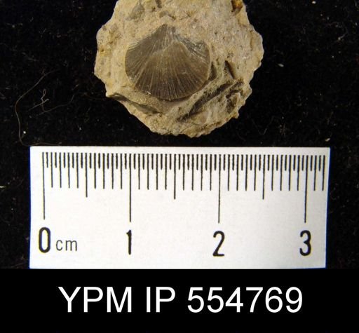 Rhipidomella uberis rhynchonelliformis